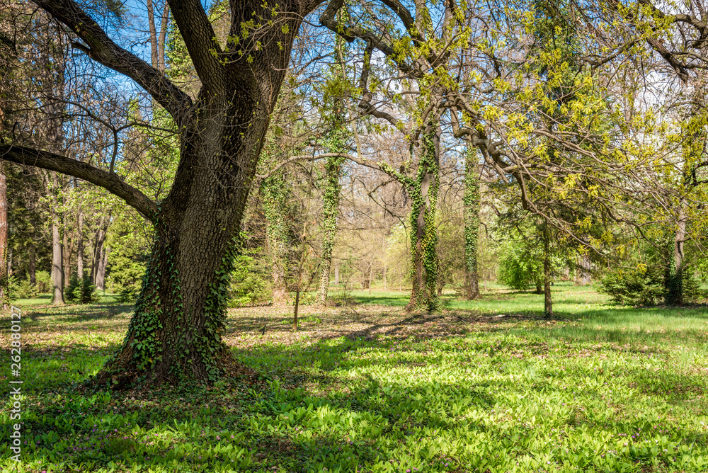 Green park during spring. Green meadow of grass and tree