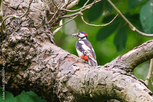 Greater Spotted Woodpecker (Dendrocopos major)