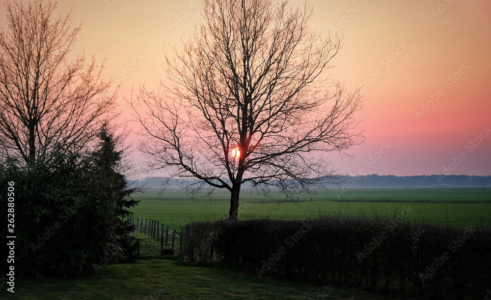 Tree in the meadows in the countryside at sunset dutch netherlands Tree in the meadows in the countryside at sunset dutch netherlands