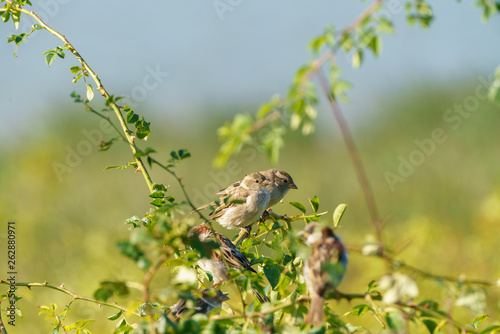 House sparrow (Passer domesticus) photo