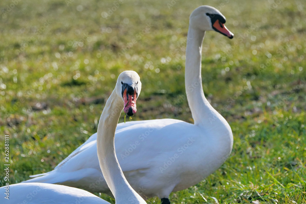 Fototapeta premium Schwan auf Feld