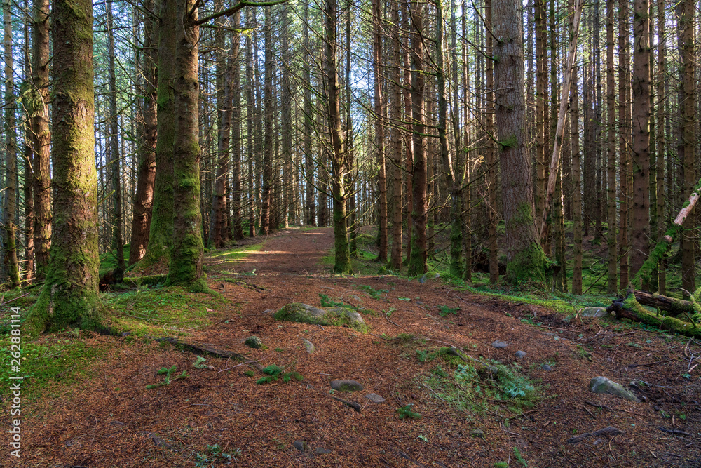 Pine forest in Scotland