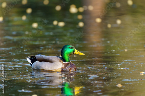 Mallard Duck (Anas platyrhynchos) © Chris