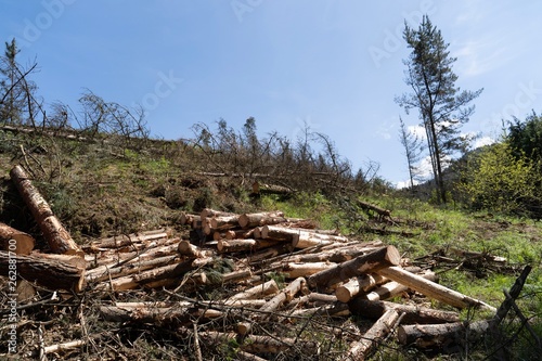 Paisaje mostrando la tala de árboles. deforestación © enzo
