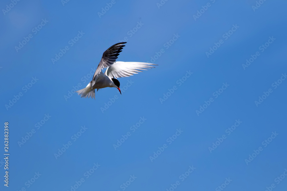 Flying bird. Nature background. Bird: Common Tern. Sterna hirundo.
