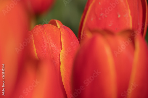 Closeup of colorful tulips in bloom.