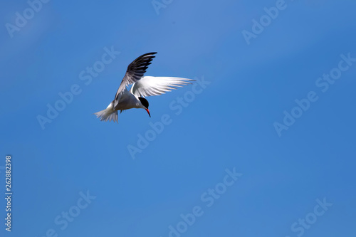 Flying bird. Nature background. Bird: Common Tern. Sterna hirundo. © serkanmutan