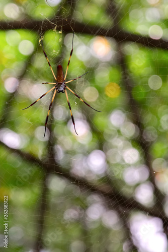 A black and yellow colour spider. Natural background.