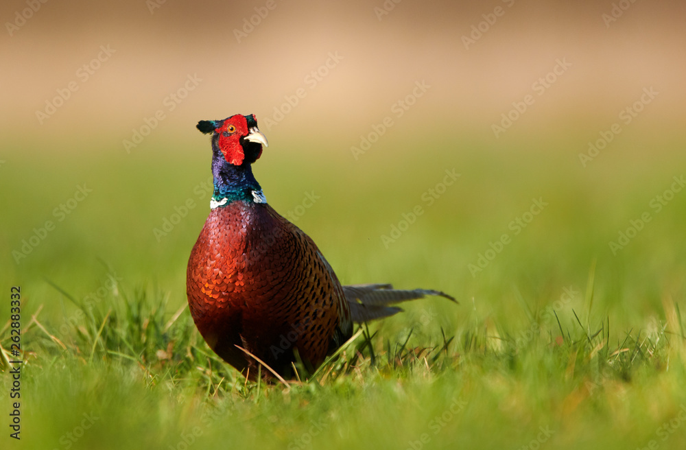 Fototapeta premium Ringneck Pheasant (Phasianus colchicus)
