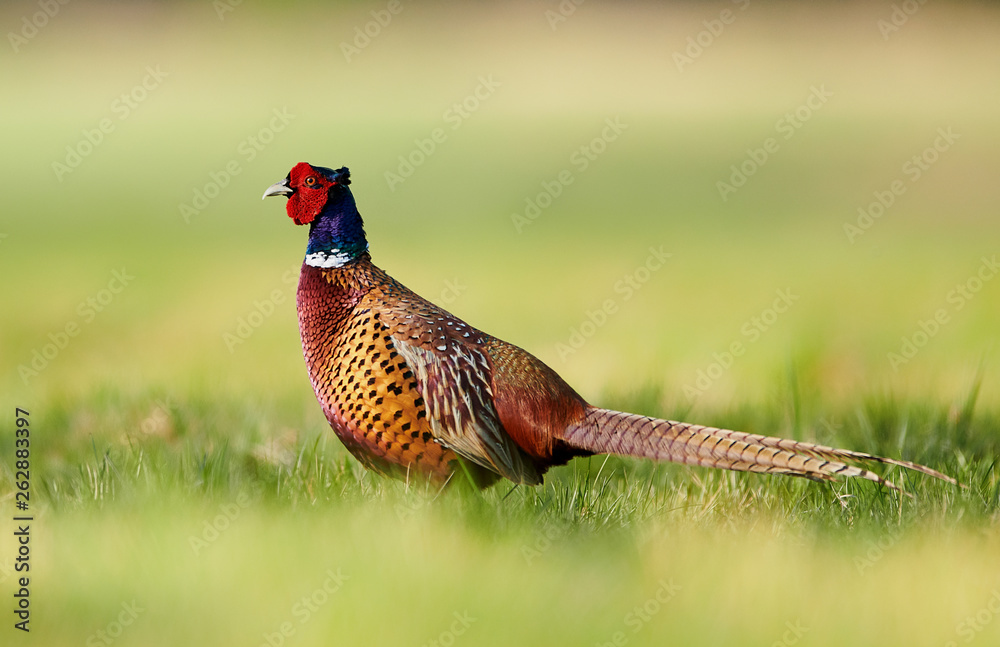 Fototapeta premium Ringneck Pheasant (Phasianus colchicus)