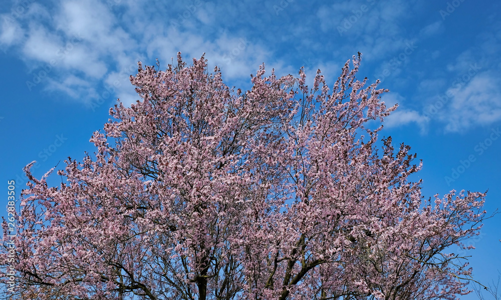 Pink Japanese blossom against a blue sky in the spring in the Netherlands Pink Japanese blossom against a blue sky in the spring in the Netherlands