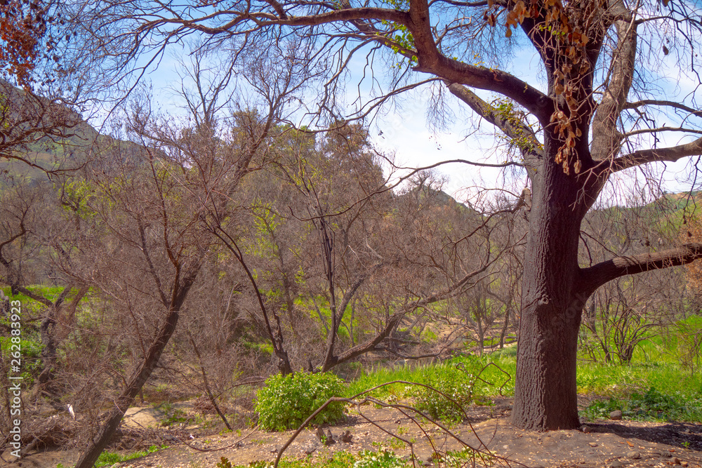 Malibu Creek State Park in California - travel photography Malibu Creek State Park in California - travel photography