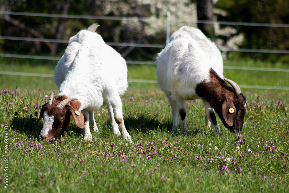 Two goats grazing on spring meadow.