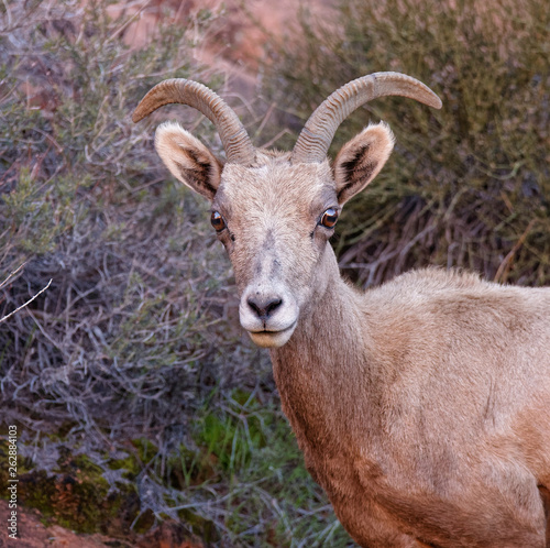 Ewe Looking at Camera