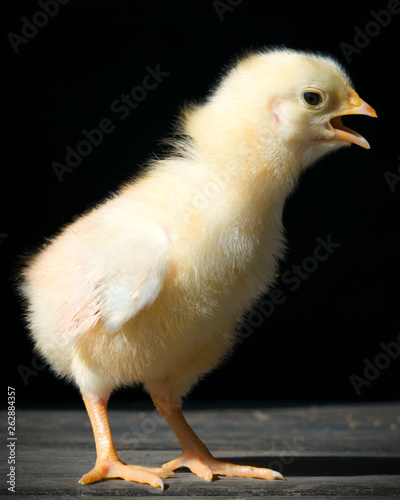 Фотография chickling chicken on black background