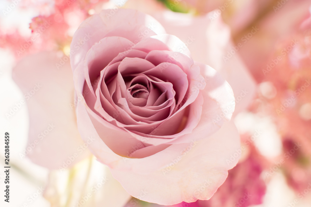Macro delicate fresh pink rose flower. Wedding fresh flowers decoration Macro delicate fresh pink rose flower. Wedding fresh flowers decoration