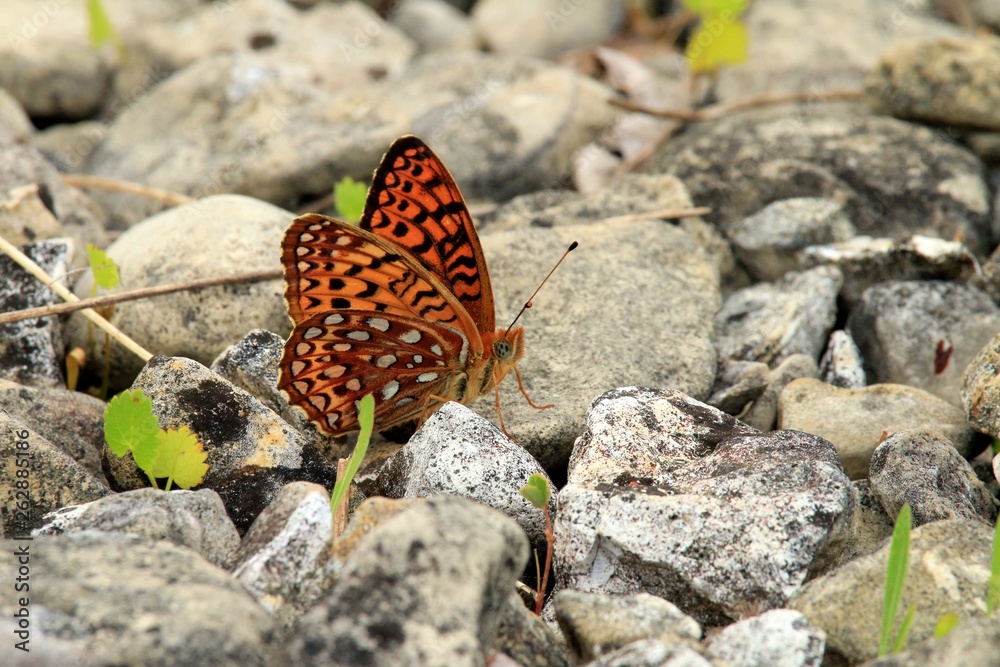 Obraz premium Orange Butterfly on Rocks