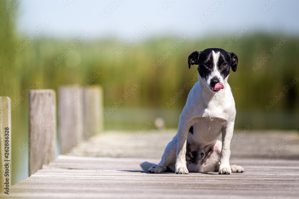 Jack Russel Terrier auf dem Steg