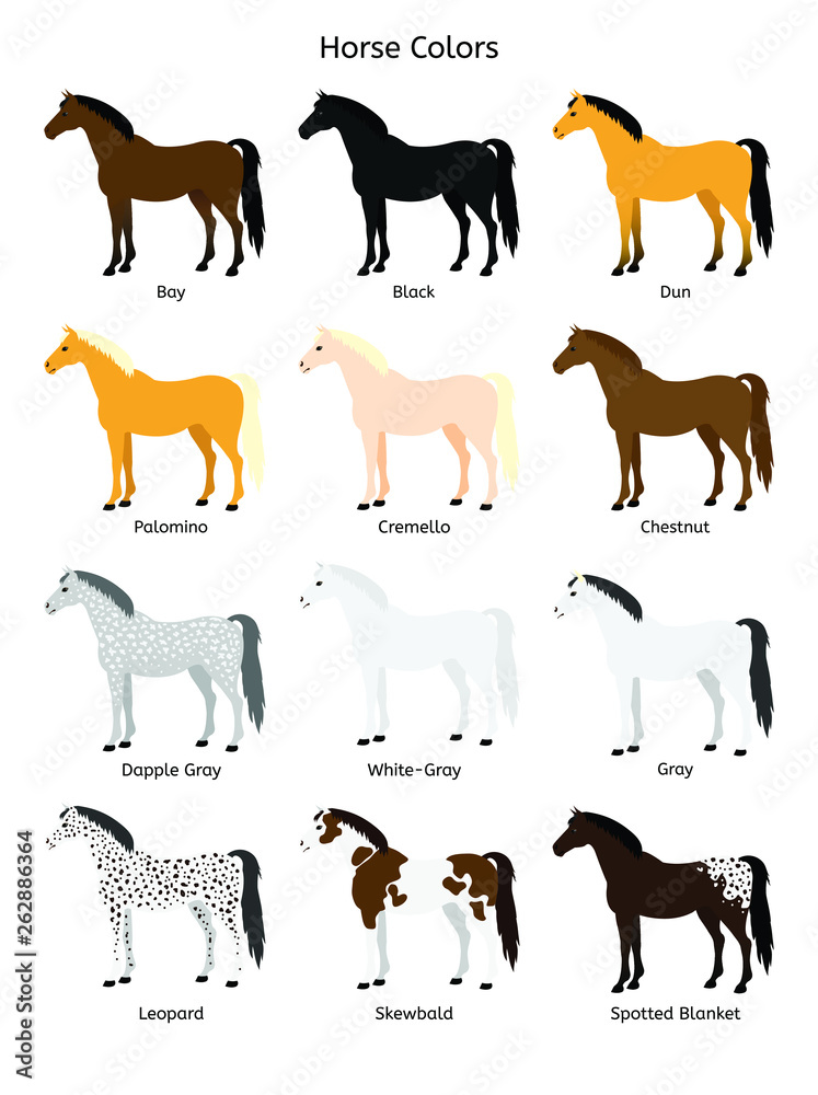 Vector flat cartoon collection set of different horse colors isolated on white background
