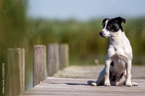 Hund Jack Russel Terrier auf dem Steg Hund Rassehund Jagdhund Rüde