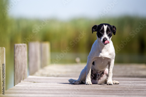 Jack Russel Terrier auf dem Steg