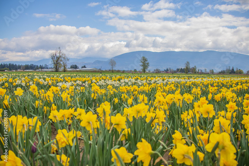 Field of brilliant yellow daffodils blooming at a bulb farm in early spring.
