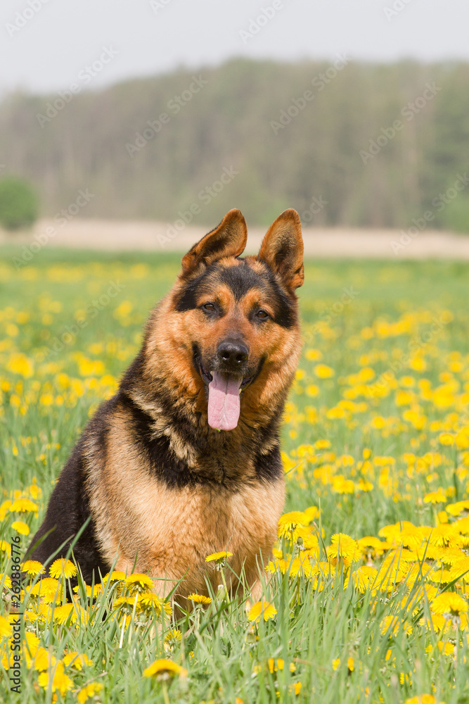 Hund Deutscher Schäferhund Rüde auf einer Löwenzahnwiese