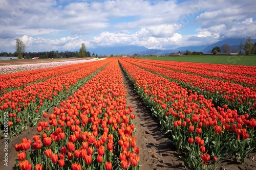 Row upon row of brilliant red tulips in bloom at a tulip farm in spring.