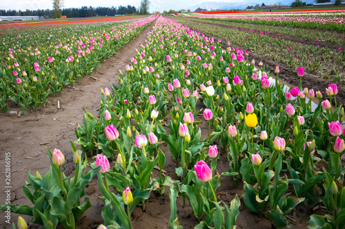 A field of colorful tulips in bloom in early spring.