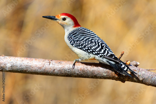 Red bellied woodpecker bird perched on a branch with open background space