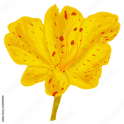 Vector image of a night flower Mirabilis with red elements. Isolated on white background. For botanical ornament.