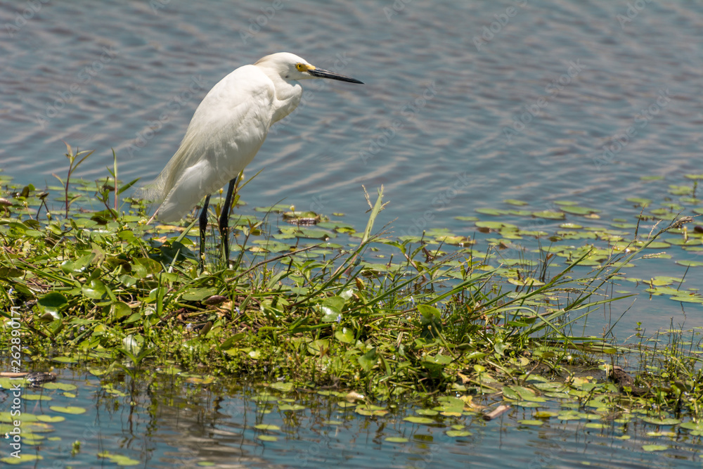 White heron standing on the Lagoa da Chica, in Florianopolis, Brazil. White heron standing on the Lagoa da Chica, in Florianopolis, Brazil.