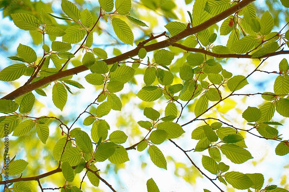 green leaves background green leaves background