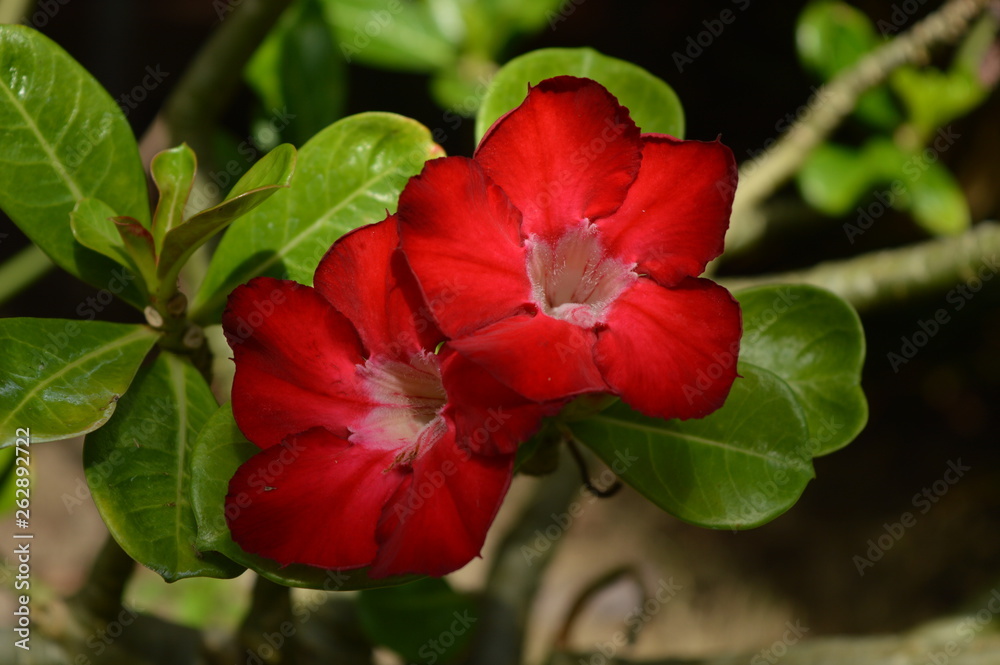 flower flower