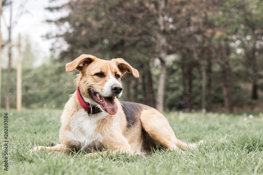 Portrait of cute mixed breed dog Portrait of cute mixed breed dog