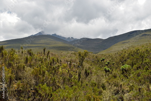 The highland altitude moorland against a mountain background  Mount Kilimanjaro National Park  Tanzania