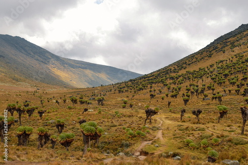 Giant grondsel (Dendresenecio Keniodendron) against a mountain background, Mount Kenya National Park photo