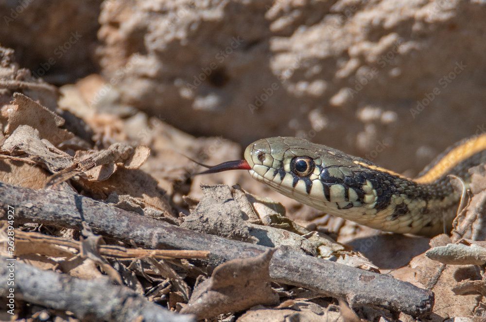 Garter Snake in rocks and leaves Garter Snake in rocks and leaves