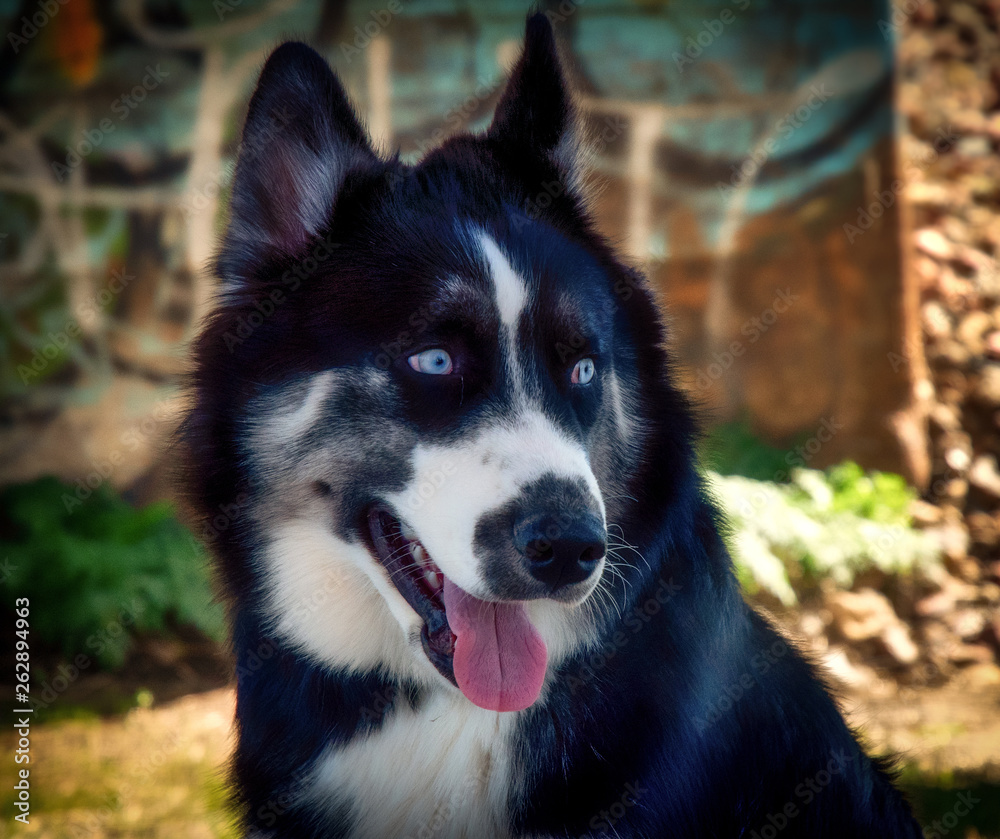 Obraz premium Siberian Husky Portrait with graffiti background