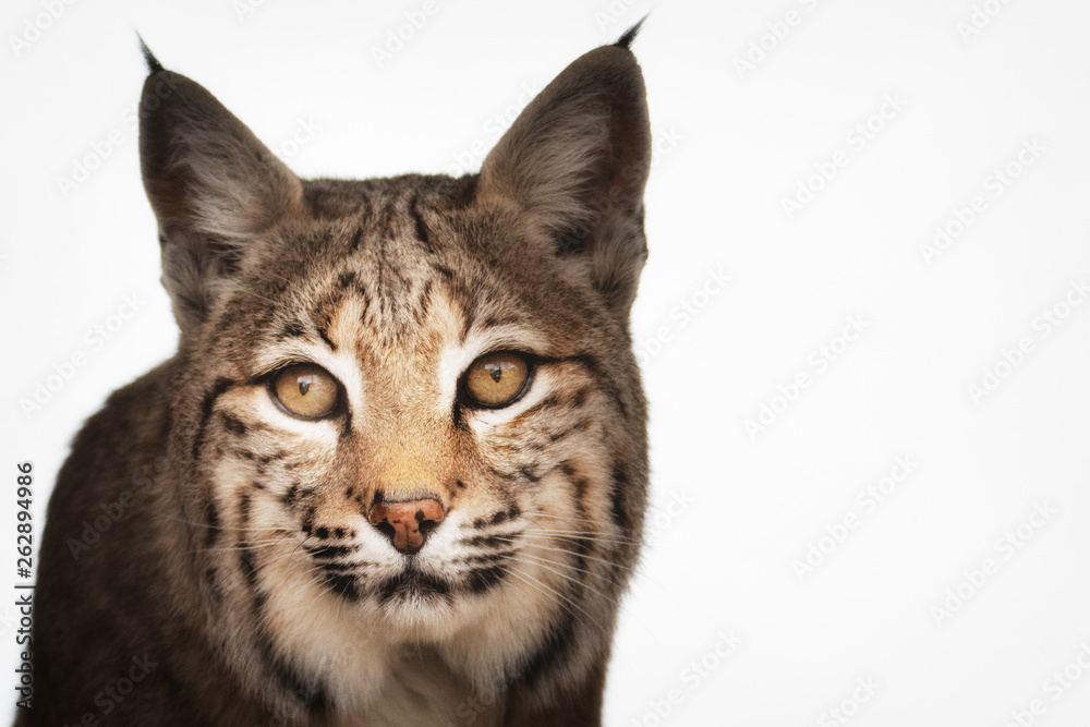 Portrait of Bobcat isolated on white - image