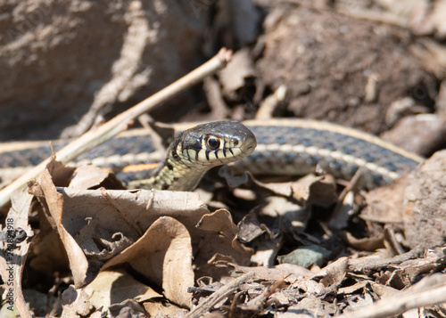 Garter Snake in rocks and leaves