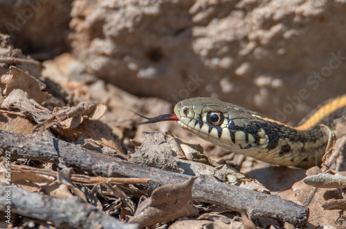 Garter Snake in rocks and leaves © Rebecca Fisher