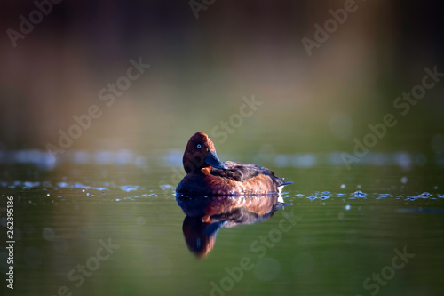 Swimming duck. Nature water background. Bird: Ferruginous Duck. Aythya nyroca. photo