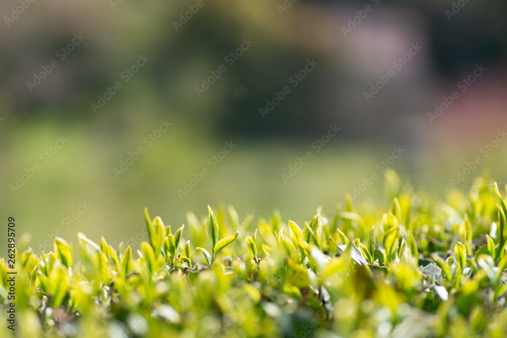 Obraz premium お茶の葉