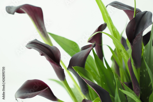 Dark violet callas on white background. Water drops on flower petals