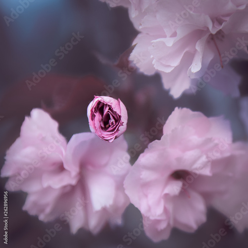 Capullo de flor rosa en tonos pastel photo