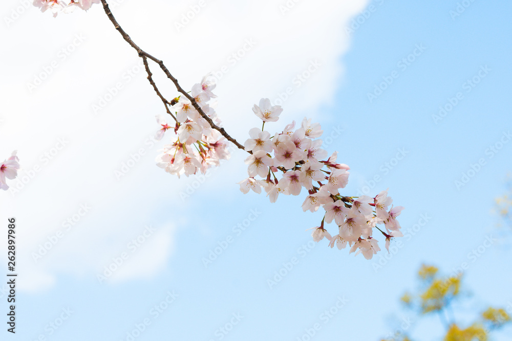 Cherry blossom in spring for background or copy space for text Cherry blossom in spring for background or copy space for text