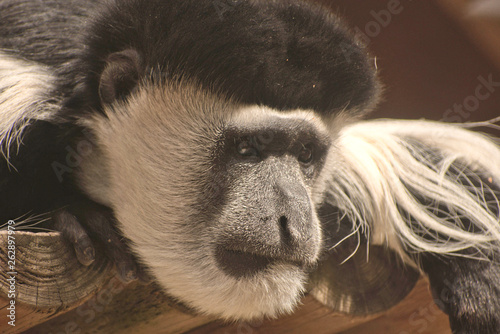 Photography Black and White Colobus Monkey portrait