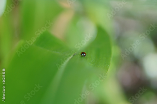 ladybug in leaf 2 © gonzalo