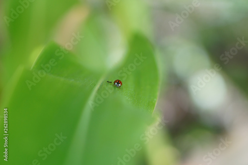 ladybug in leaf 3 © gonzalo